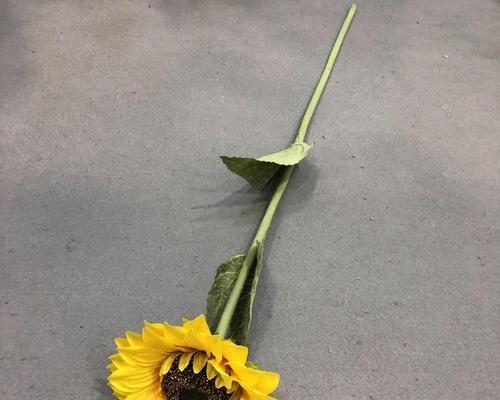 太阳花和向日葵的区别（了解一下，你知道的只是一半）