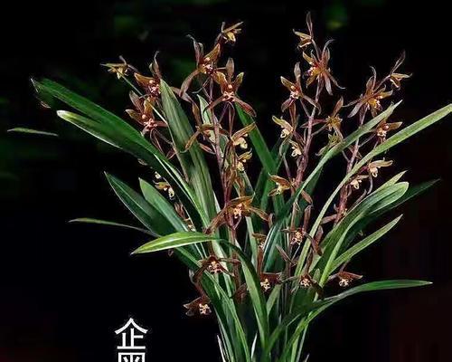 盆栽墨兰的养殖方法（打造小清新居家风景，让墨兰成为您的良伴）