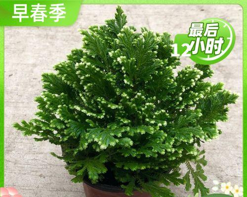 揭秘中华卷柏的真面目——它到底是蕨类植物吗？（揭开中华卷柏的科学谜团，探寻其真正身份）
