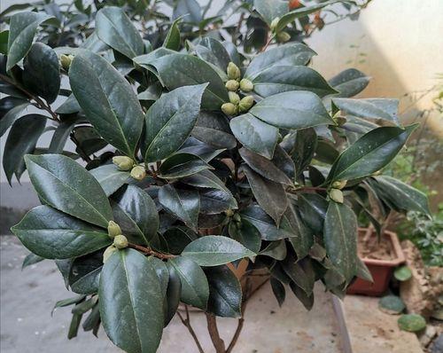 家里千万不能养的六种花（了解这些，远离花草害处）