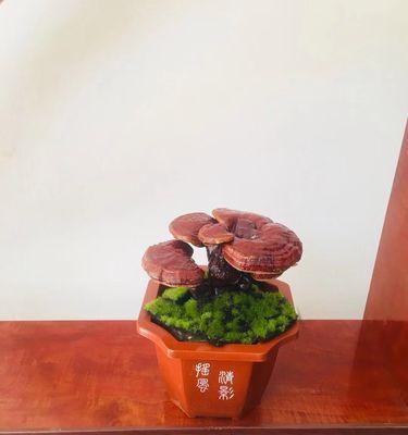 灵芝盆栽的生命力有多强？（解析灵芝盆栽的寿命及其生长环境）