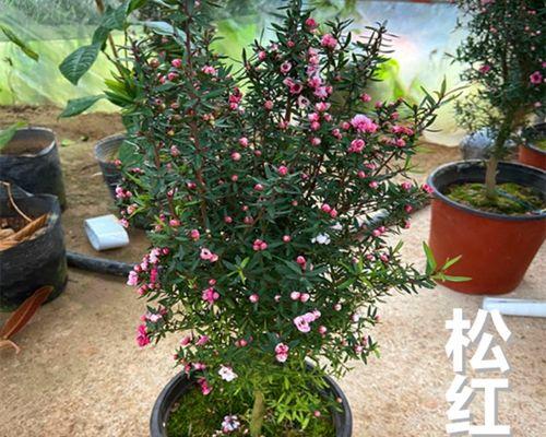 松红梅，家居养护之佳选（浅谈松红梅的品种特点、养护要点及适宜环境）