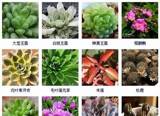多肉植物品种大全（探索多肉植物的无限可能）