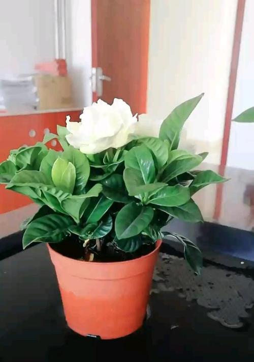 栀子花的养殖方法（从选择苗木到注意事项，全面掌握栀子花的养殖技巧）