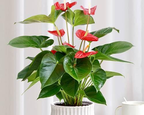 如何选择适合家里养的花卉盆栽（从需求、环境、养护等方面考虑，选出最适合家里的植物）