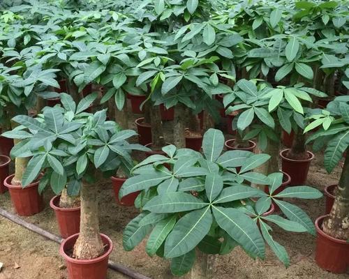 如何选择适合家里养的花卉盆栽（从需求、环境、养护等方面考虑，选出最适合家里的植物）