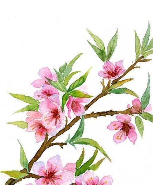 桃花花语与深意（桃花的含义及象征）