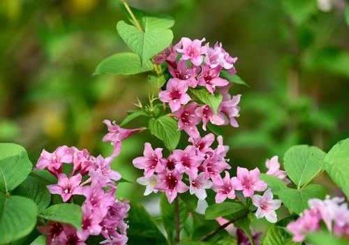 锦带花——中华文化中的象征之花（探究锦带花花语的文化背景及含义）