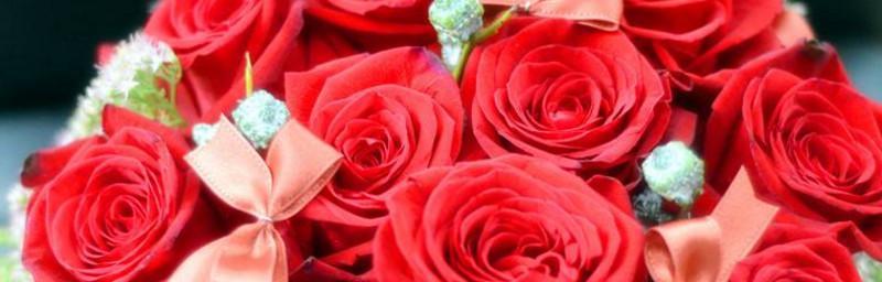 红玫瑰的花语和传说（爱情、神话与传统）