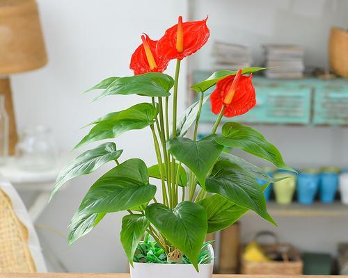 红掌花语——热情与繁荣的象征（以“热情”为的红掌花语的内涵与传承）