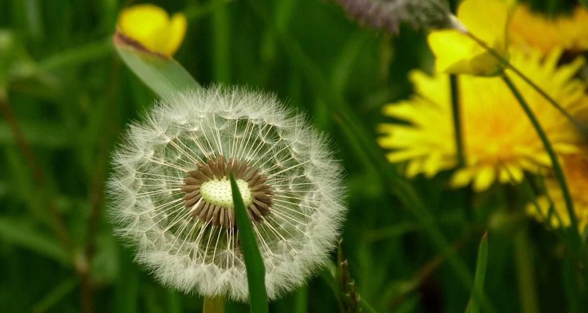 蒲公英花语与寓意（走过春夏秋冬，蒲公英一直在身边）