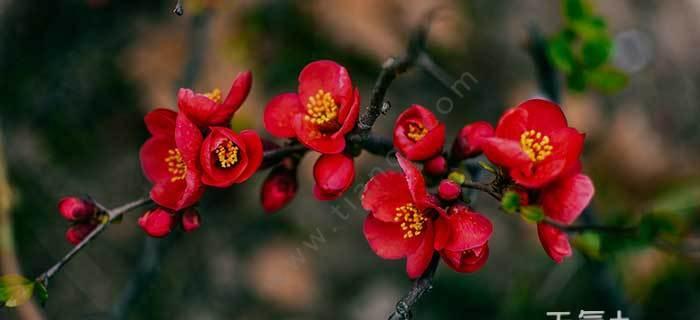 海棠花的花语与寓意（探究海棠花的象征意义，了解海棠花在文化中的地位）