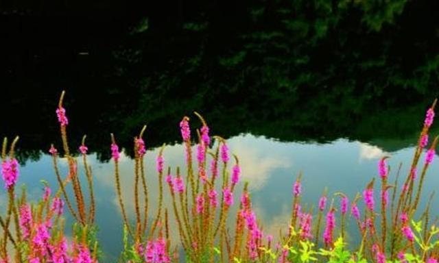 随意草的花语（自由、激情、无拘无束）