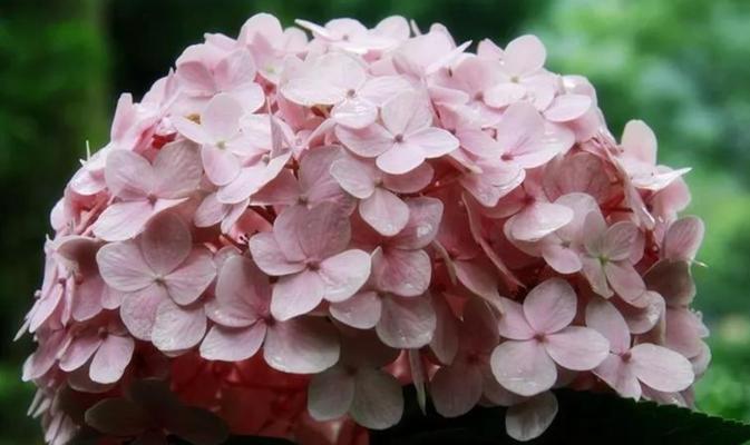 解析紫阳花的花语（背叛还是美丽？）