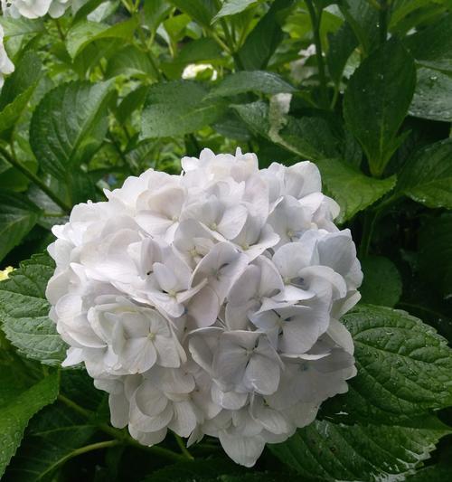 解析紫阳花的花语（背叛还是美丽？）