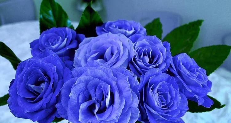 解密蓝色玫瑰的花语（深情、神秘的代表——蓝色玫瑰）