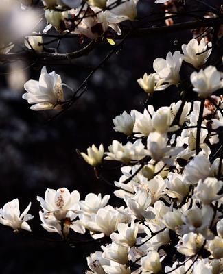 白玉兰花语（探究白玉兰花所蕴含的深层含义）