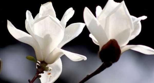 白兰花的花语与含义（白兰花的世界）