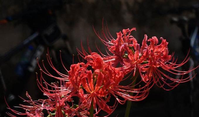 白色彼岸花的花语（探寻花海中的哀愁与希望）