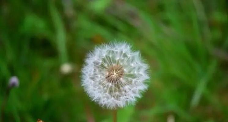 蒲公英花语与寓意（探寻蒲公英的世界）