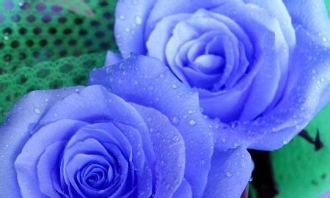 13朵玫瑰花语（探寻玫瑰花的深层含义，让你更懂得爱情）
