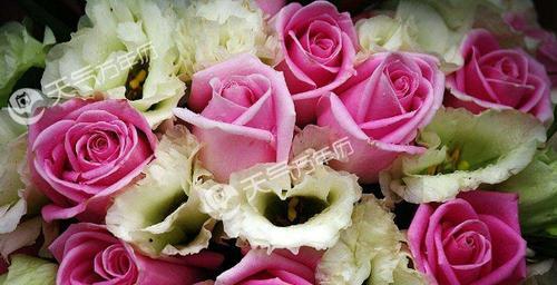13朵玫瑰花语（探寻玫瑰花的深层含义，让你更懂得爱情）