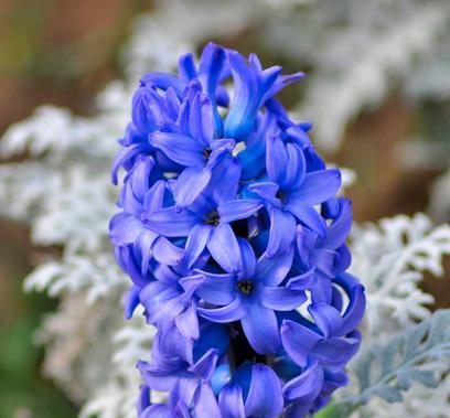 探究“桃红色风信子”的花语（揭示花色含义及象征意义，分享花语传递的意蕴）