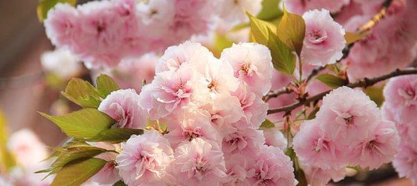 粉色樱花的花语（美丽浪漫的代表——粉色樱花）