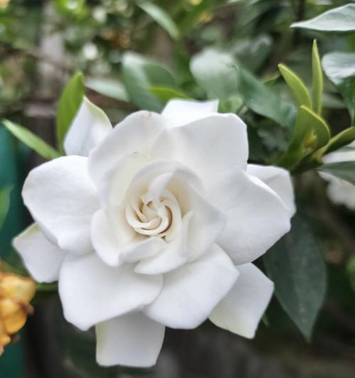 栀子花的花语（揭示栀子花所代表的丰富内涵）
