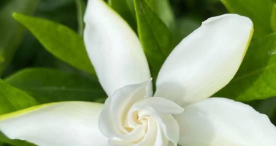 栀子花的花语（揭示栀子花所代表的丰富内涵）