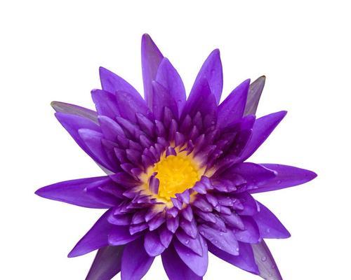 黑紫色马蹄莲的花语解读（揭秘黑紫色马蹄莲背后的意义）