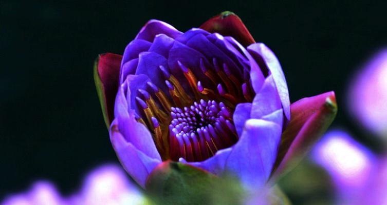 蓝莲花的象征意义（解读蓝莲花的寓意与内涵）