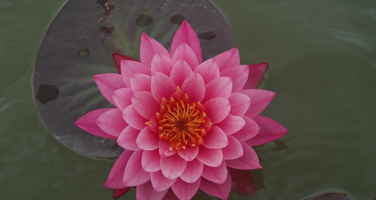 蓝莲花的象征意义（解读蓝莲花的寓意与内涵）