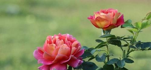 月季花的花语和寓意（探秘月季花的含义与象征）
