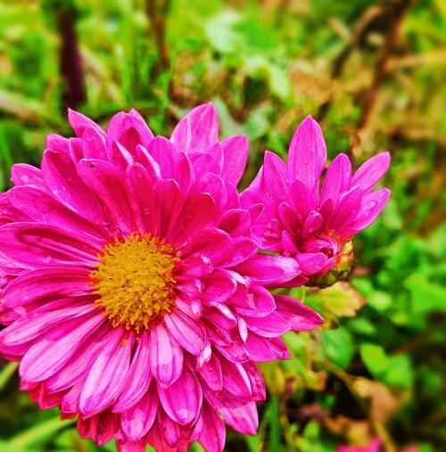 白色翠菊的花语——崇高的爱情（翠菊花语，寓意纯洁高尚；爱情之花，唤醒心灵敏感。）