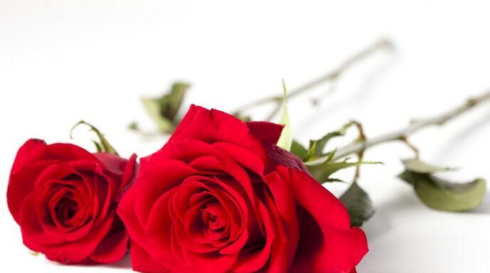 11朵玫瑰的花语——爱情、关怀与感恩(探寻11朵玫瑰花语的奥秘,感受爱情之美)