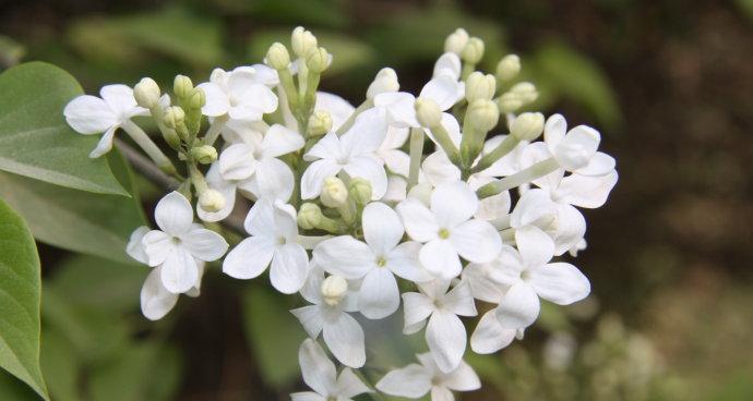 丁香花的寓意与象征（探秘丁香花的文化内涵）