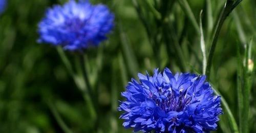 白羊座的守护花——矢车菊花语（传递着坚定、毅力与热情的花语）