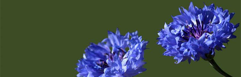 白羊座的守护花——矢车菊花语（传递着坚定、毅力与热情的花语）