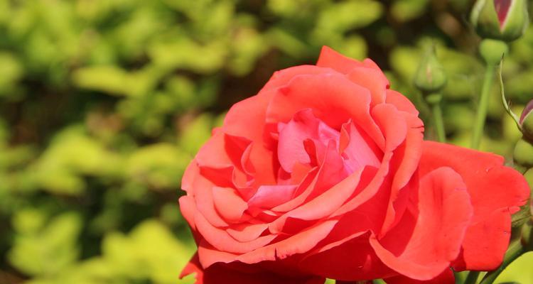 月季花语解读（爱情、友谊、美丽、坚强、感恩、宽容、幸福、自信）