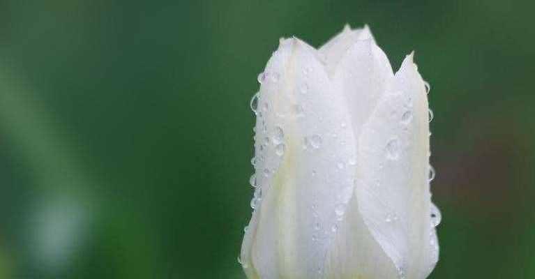白色郁金香花语(寓意高尚、纯洁的美丽)
