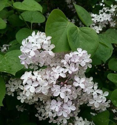 五瓣丁香花的寓意与象征（探寻丁香花的文化内涵与美学价值）