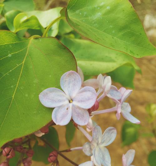 五瓣丁香花的寓意与象征（探寻丁香花的文化内涵与美学价值）