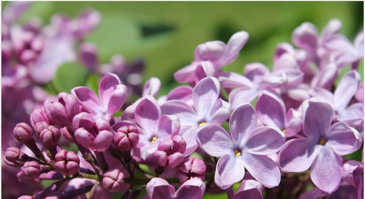 五瓣丁香花的寓意与象征（探寻丁香花的文化内涵与美学价值）