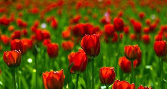 郁金香花语的含义与象征（揭示郁金香花语背后的意义与深度）