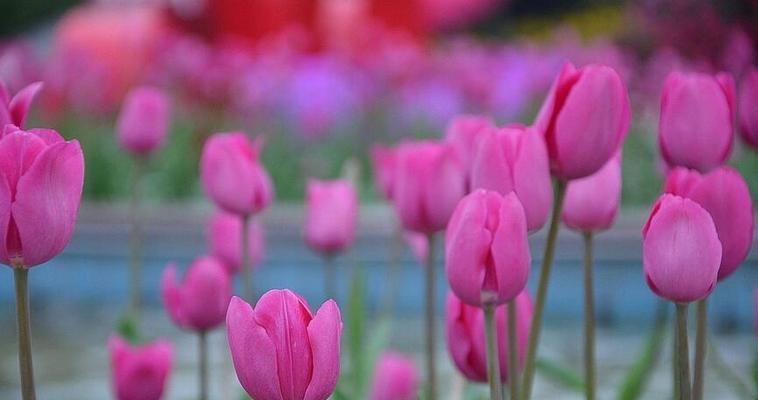 郁金香花语的含义与象征（揭示郁金香花语背后的意义与深度）