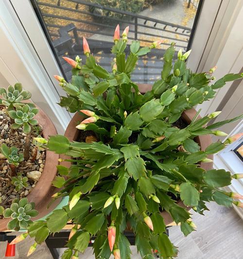 蟹爪兰开花时间与果实成熟周期（揭秘蟹爪兰花期与果实发育过程，让你爱上种植这美丽的植物）