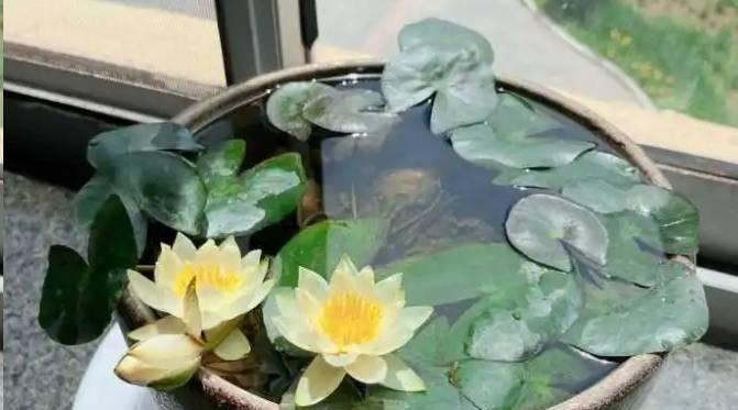 打造清新水景，享受睡莲美丽（如何科学养护睡莲，让花园更加自然生态）