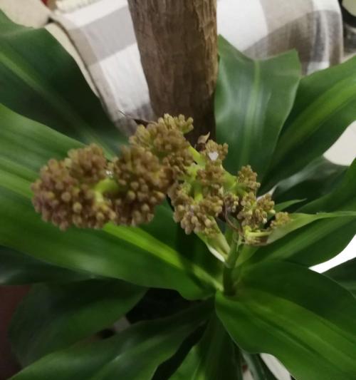 巴西木开花时间的探究（木多开花久，何时可悦人？）