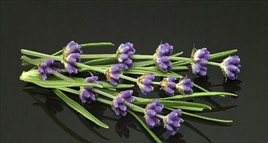 狭叶薰衣草种植方法（轻松掌握，打造美丽花园）